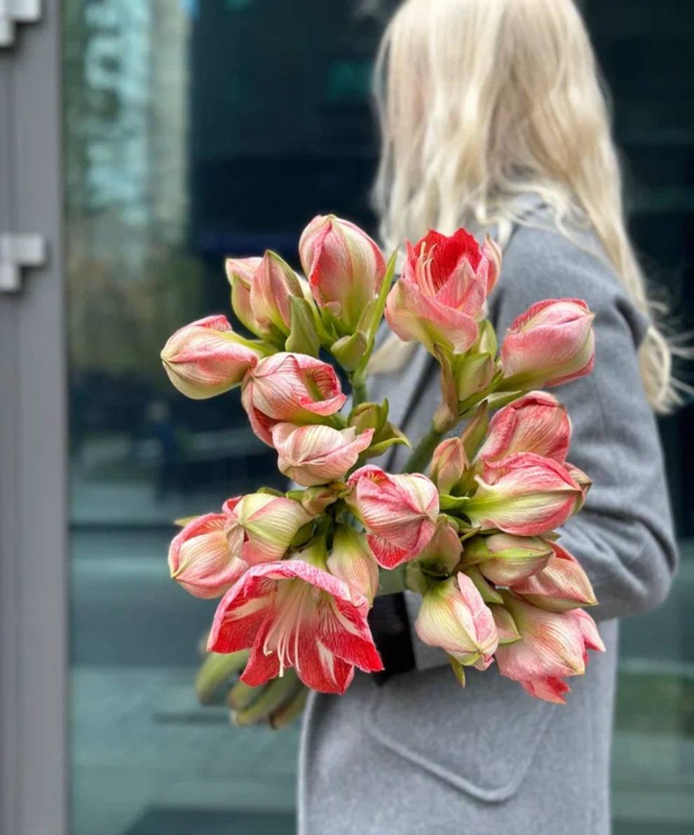 Моно букет амариллисов